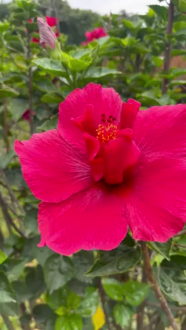 Flor china #cultivandoconsanti #flores #plantas #tips 