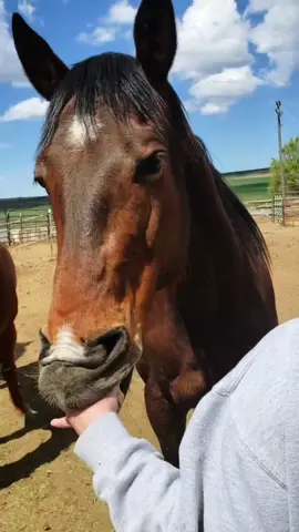 First time I’ve ever had my hand in a horses mouth 😂 #broncos 