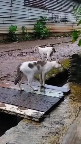 The cat got up and ran.😱#pet #funny #cute #catsoftiktok #cat 