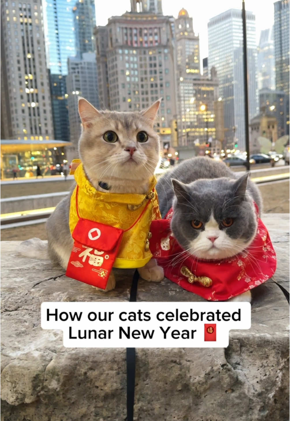 Wishing those who celebrate a Happy Lunar New Year 🧧❤️ Louie and Todd’s mom is Chinese-American so we celebrate Lunar New Year with traditional Chinese dishes 🫶 #cats #cutecats #lunarnewyear #chinesenewyear #britishshorthaircat #britishshorthair #talkingcatsoftiktok #lunarnewyear2025 #catlife #neko #kucing #貓 