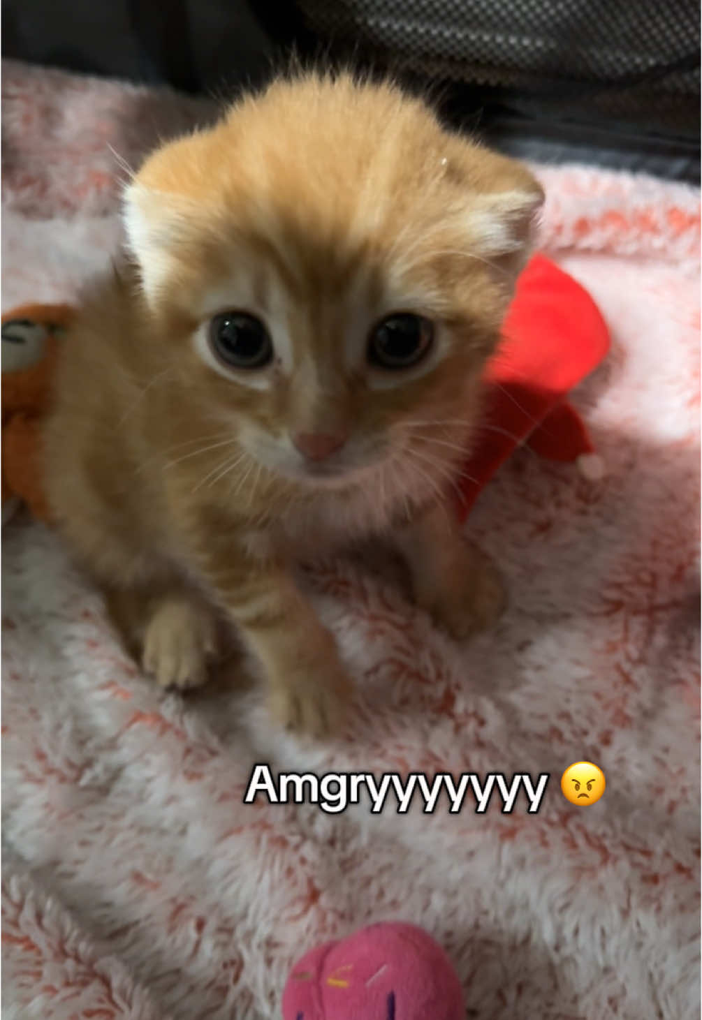 Vewwyy Scawwyyyy 🫣😱 #kitten #kittensoftiktok #kittentok #rescuekitten #rescue #fyp #orangecat #cattok #fosterkittensoftiktok #fosteringsaveslives #kittenrescue 