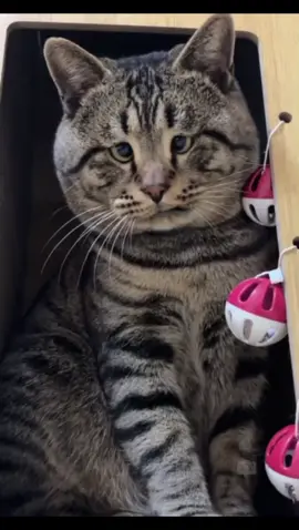Cat house#catslovers #cats #foryou