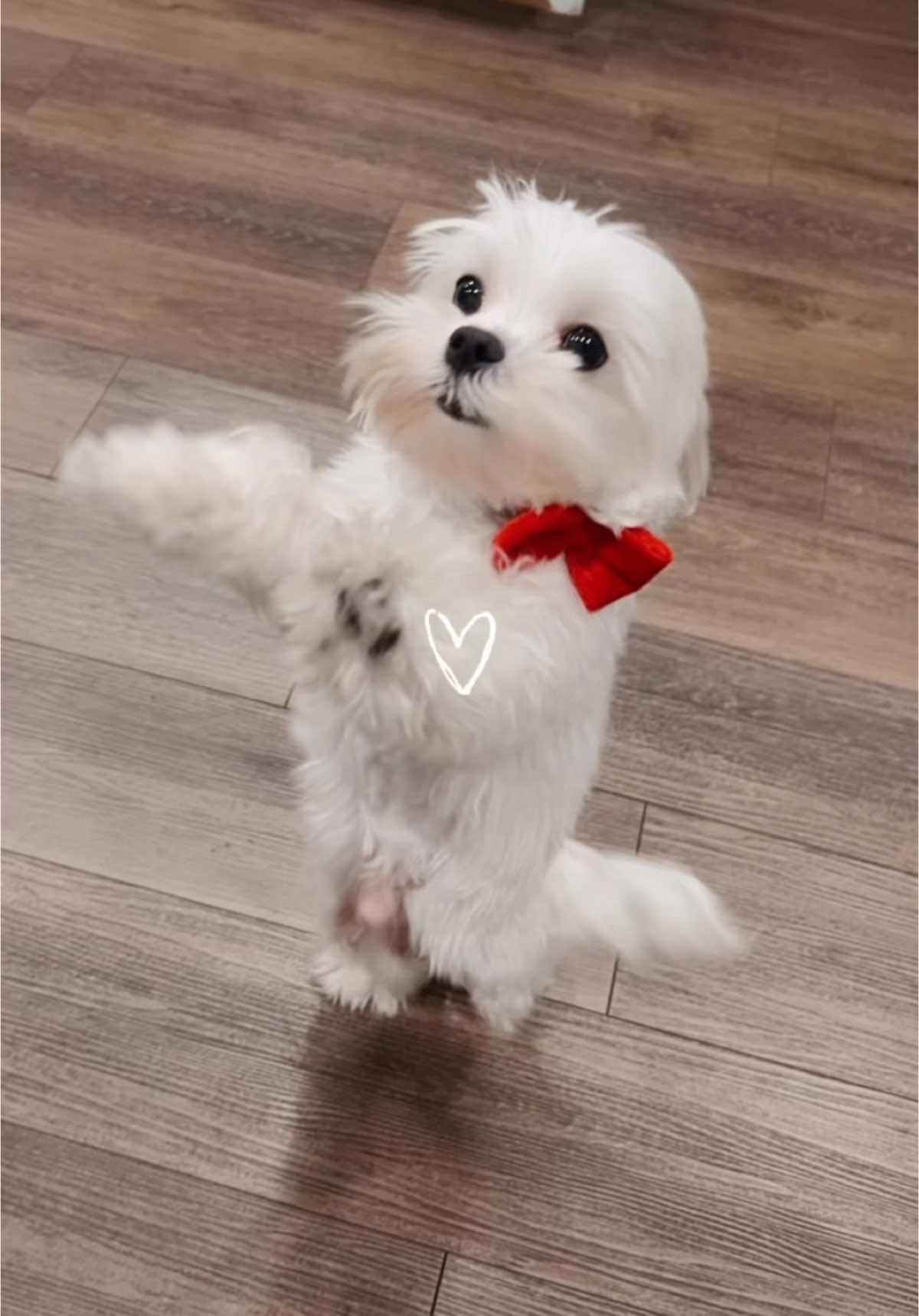 🥰🐾♥️ #maltese #dogmom #dancingdog #malteseoftiktok #fyp  #fypシ #fypシ゚viral #foryoupage 