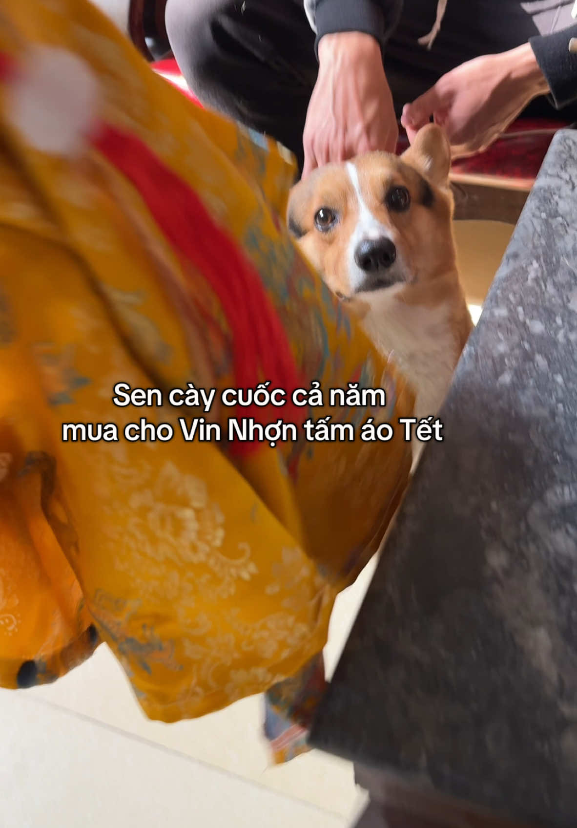 Ở nhà ông bà nuôi lsao mà mặc k vừa áo Tết nữa =))#vinlon #corgi #funny #cho #tet2025