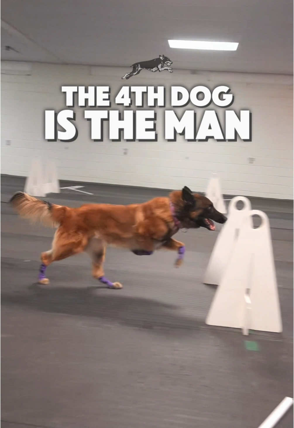 I didn’t know a dog could be the man