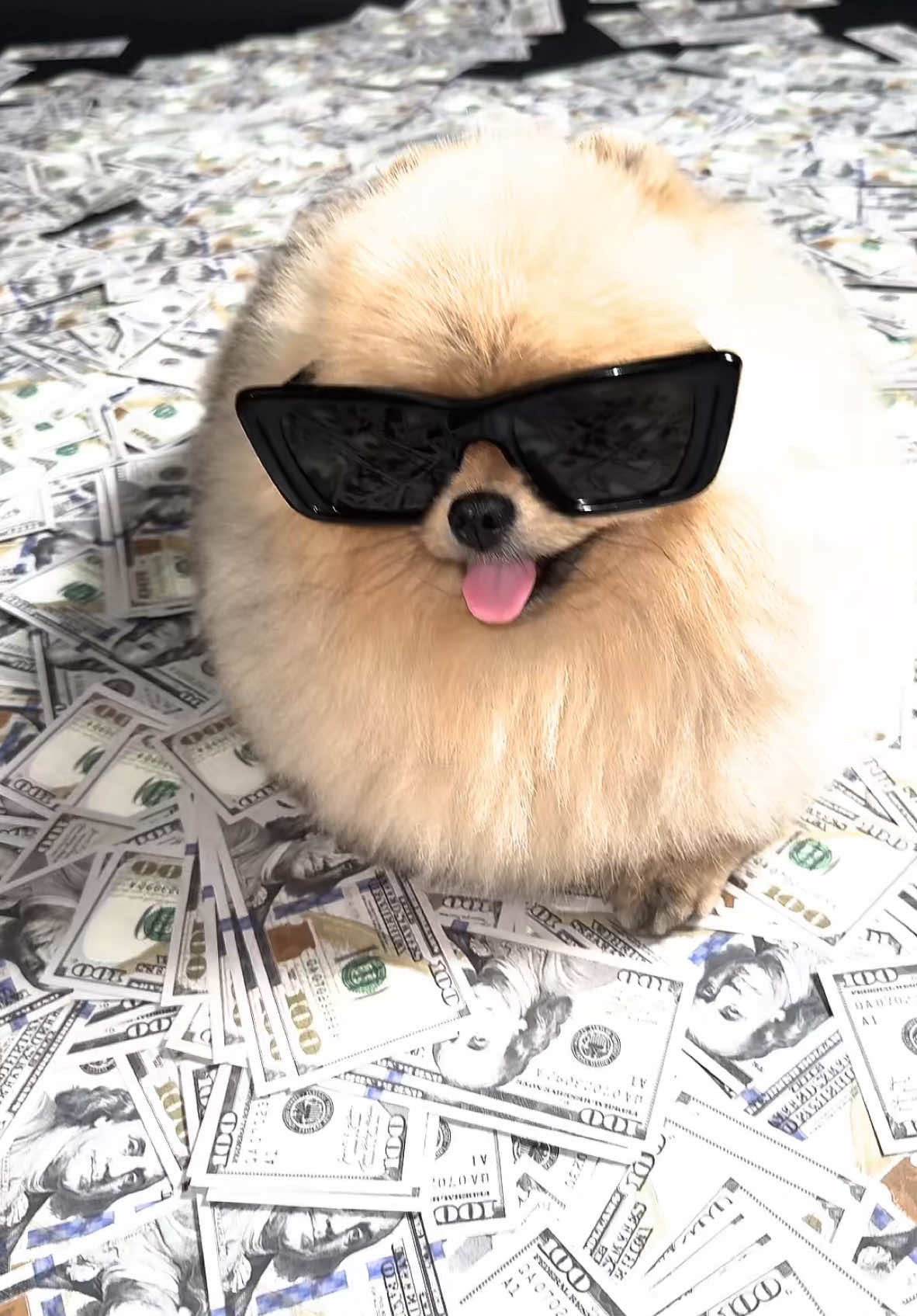 Money talks 💵😎 #pomeranian #money #шпиц #moneytalks 