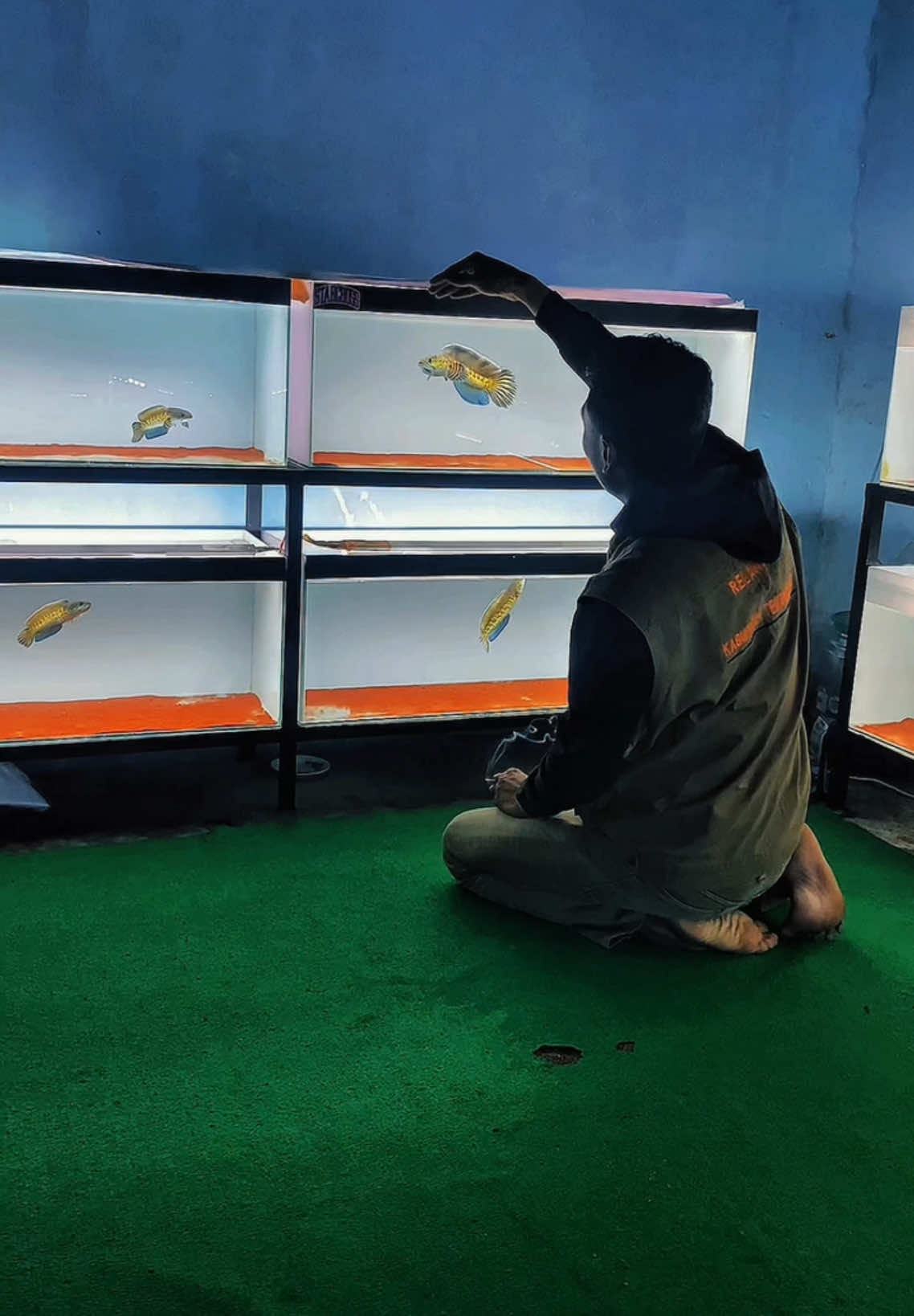 Berkah belajar banyak dari teman teman😇🥰@MBK Aquatic@@023 ALFIN NO@Tony@_Manusia Karet_@Ekooke@kpj Aquatic@CyberFish@Yafikrii #chana#chanaauranti#chanaaurantihighfin#pecintachanaindonesia#chanaaurantiindonesia