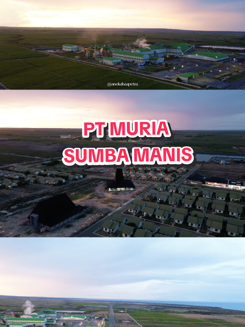 PT Muria Sumba Manis From Sumba to Indonesia🇲🇨... #xyzbca #sumba #nttpride🏝🔥 