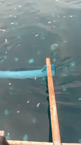 uh kalo kena inih ikan bawal banyak sekali#nelayanbatukaras #nelayanpangandaran #pukatcincin#fyppppppppppppppppppppppp #viralbawalputih 