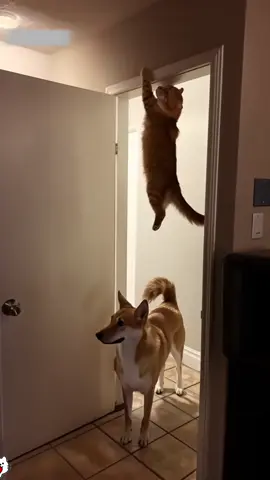 Cat bullied by dog #funnyvideo #PetsOfTikTok #funnypets #cat #cutecat #funny 