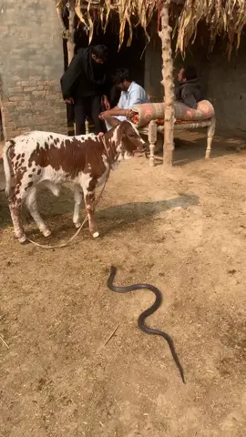 #cobrasnake #unfreezemyacount #naagjogi🐍 #tiktokuk🇬🇧 