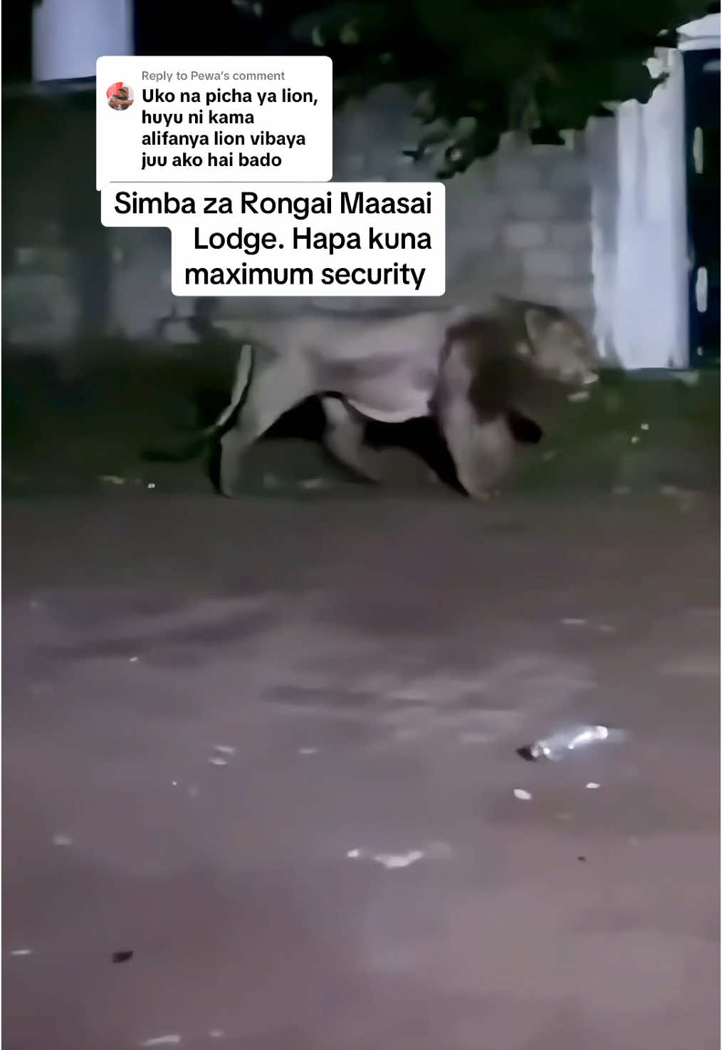 Replying to @Pewa #lion #catsoftiktok #bigcat #smallfivevetclinic #trending #fyp 