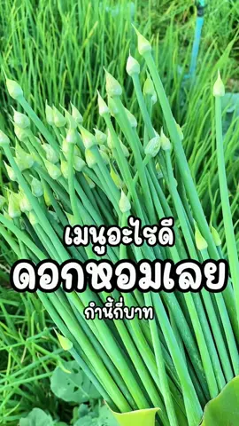 ดอกหอมเลย อวบๆสวยๆ #หอมแบ่งบัวเลย #ต้นหอม #พันธุ์ต้นหอม #ยายออตานันท์ฟาร์ม #countrysidelifestyle #countrysidelife #countrysidelifestyle🍂 #พันธุ์หอมเลย 