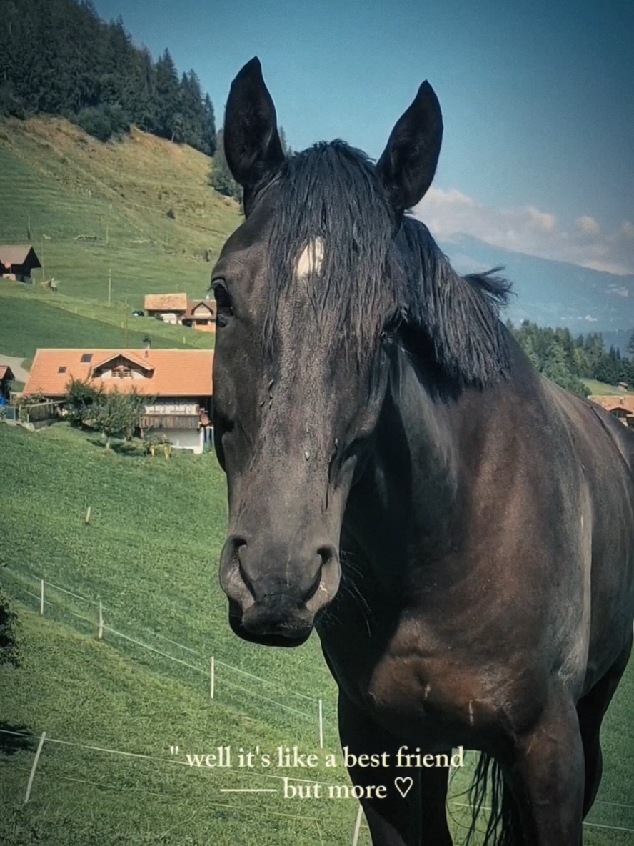 Soulmate ❤️ #pferd #horsesoftiktok #dressage #horses #pferd #liebe #horselove #dreamscometrue #girlspower #switzerland #jungpferdeausbildung #videoviral #foryou #viral #fyp 