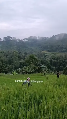 keliling ci bitung#pesawahan #fypage #fyppppppppppppppppppppppp 