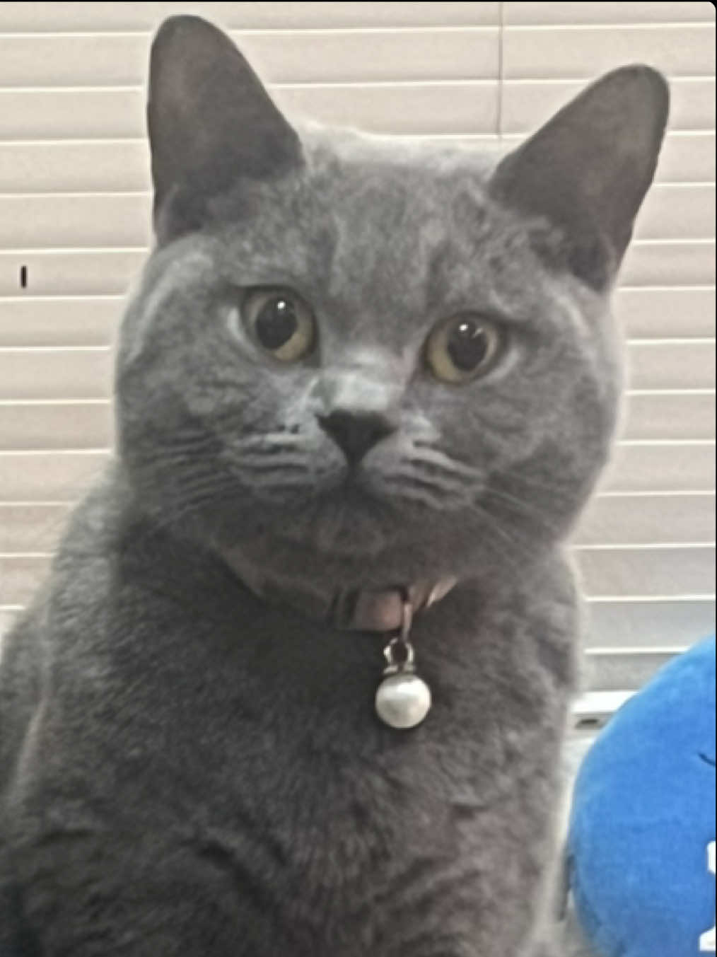 A long 4 month reunion with my cat Stormi. Glad to have her back ❤️  ##bluebritishshorthair##catoftheday##fyp##scottishfold