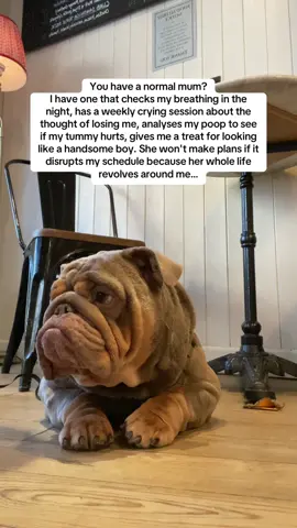 Facts 💙 #foryoupage #fyp #englishbulldog #bullsoftiktok #dogsoftiktok #doggo #dogslove #trend 