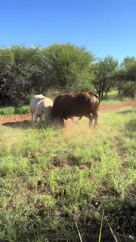 When TITANS collide💥💥 #bullsoftiktok #bulls #bull #monsters #monster #beast #brawl #fightnight #boom #rko #WWE #wwefan #farmlife #boysbeingboys #fun #allgood #grateful #country #countrylife #countryliving #hugenoot #bonsmara #africa #tia 