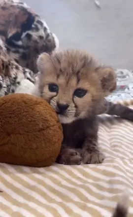 “Who knew a baby cheetah could be so soft and cuddly? With its tiny paws and spotted fur, it’s hard to believe this little one will grow up to be the fastest land animal on Earth.”            🌟 Fact: At birth, baby cheetahs are about the size of a rabbit, and they grow incredibly quickly. By the time they reach 6 months old, they can start learning to stalk and chase, though they won’t reach full speed until about 1 year old.        	•	#babycheetah  	•	#animal  	•	#AnimalFacts  	•	#Catlovers  	•	#animalkingdom  	•	#catloversclub  	•	#babyanimals  	•	#wildlifewonder  	•	#cheetah  	•	#natureisamazing  	•	#cutebaby  	•	#animalsoftiktok  	•	#wildanimals  	•	#fyp 