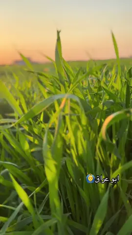 #يحادي_الضعن #الريف #الماضي_الجميل 