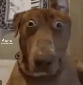 Dog looking around scared af #aimemess #meme #memes #dogmemes #dogs #funnyaimemes #aigenerated #gulagmaster #whatjusthappened#funnymoments #fyppppppppppppppppppppppp #foryoupag #fyp #reaction #funn #memestiktok #poop #brainrot #popit #simpledimple #lowqualitymemes #ai