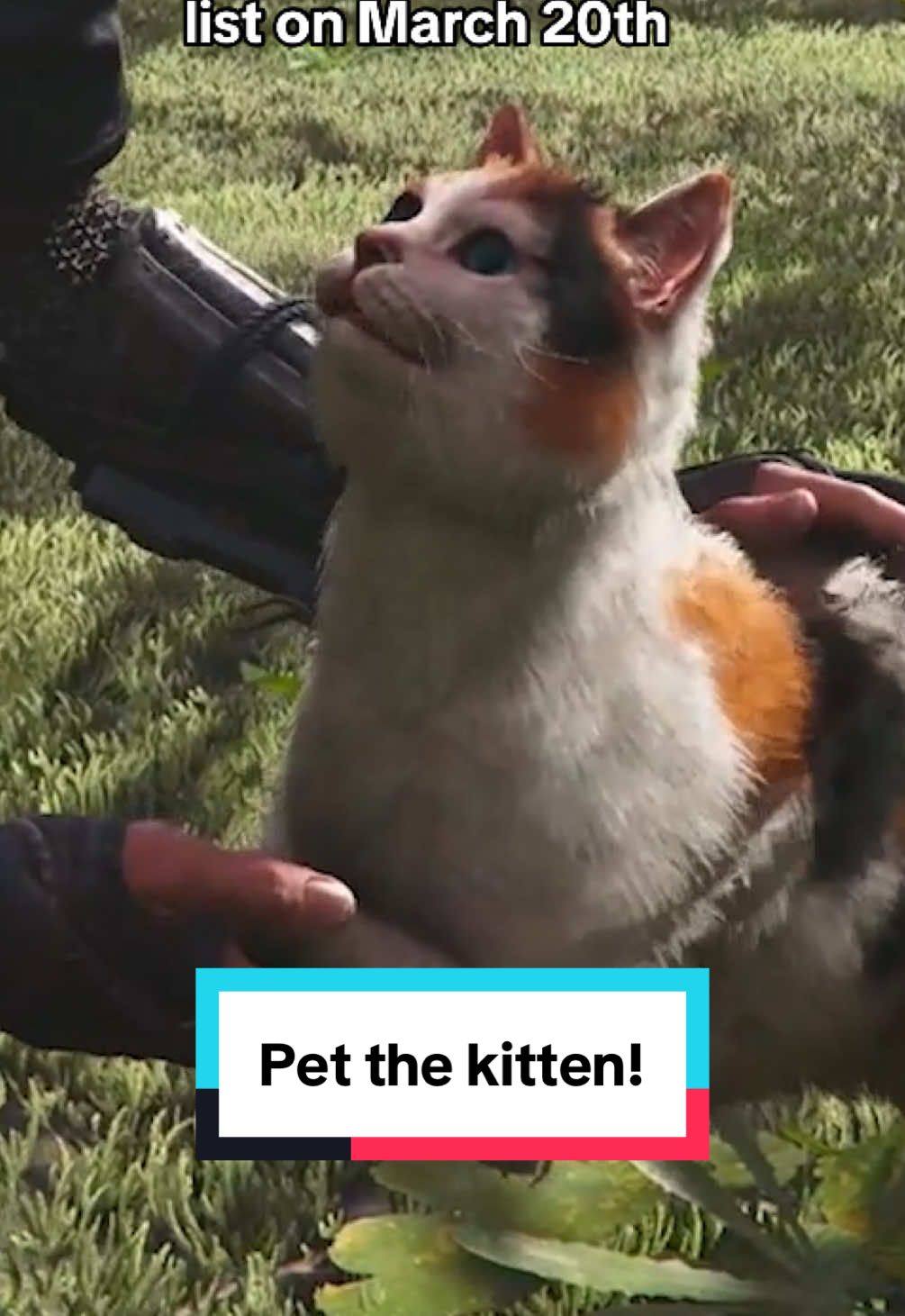 We do love us some cats to pet, and in Assassin’s Creed Shadows it’s just one of many types of animals you can cuddle with 🥰 Game is launching on March 20th, pre-orders available now! #assassinsceed #japan #catsoftiktok #GamingOnTikTok 