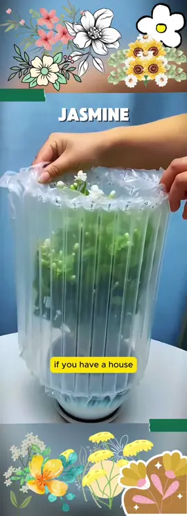 Embrace Fragrance: Grow Your Own Jasmine from Seeds! #garden #gardening #plants #planting #indoorgarden #indoorplants #homegarden #houseplants #jasmine #flowers #flower