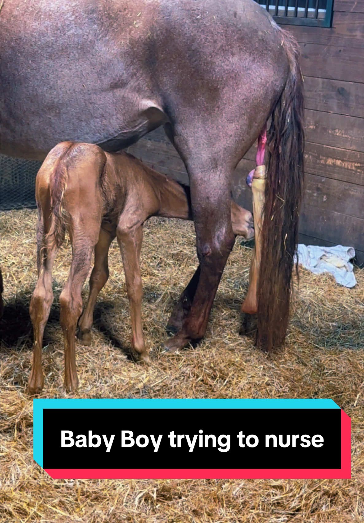 Comment the time stamp when you get frustrated🤣 Colts can be VERY frustrating to watch😅 but very cute! #aqhacolt #foalsof2025 #foalsoftiktok #mareandfoal #babyhorse #foalingseason 