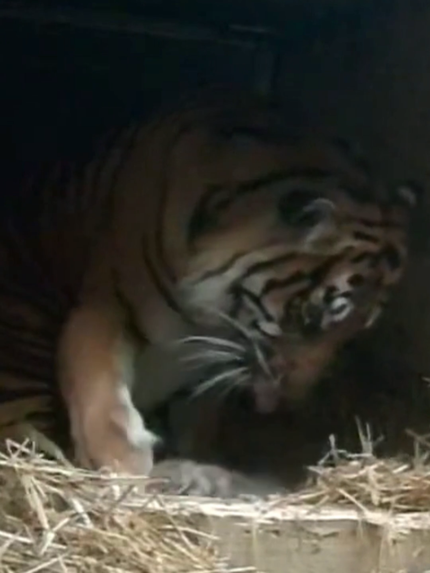 The adorable trio arrived on Friday 17 January 2025, to mum, 13-year-old Dourga, with the first cub arriving at 10:53am, the second an hour later at 11:53am and the third at around 1pm. Dourga gave birth to the cubs in an indoor den, where the youngsters have since been busy learning how to suckle, had lots of snuggles and have taken their first tentative steps, all be it blind, as their eyes are closed at birth for a few weeks. #westmidlands #news #birmingham #tigers #endangeredspecies
