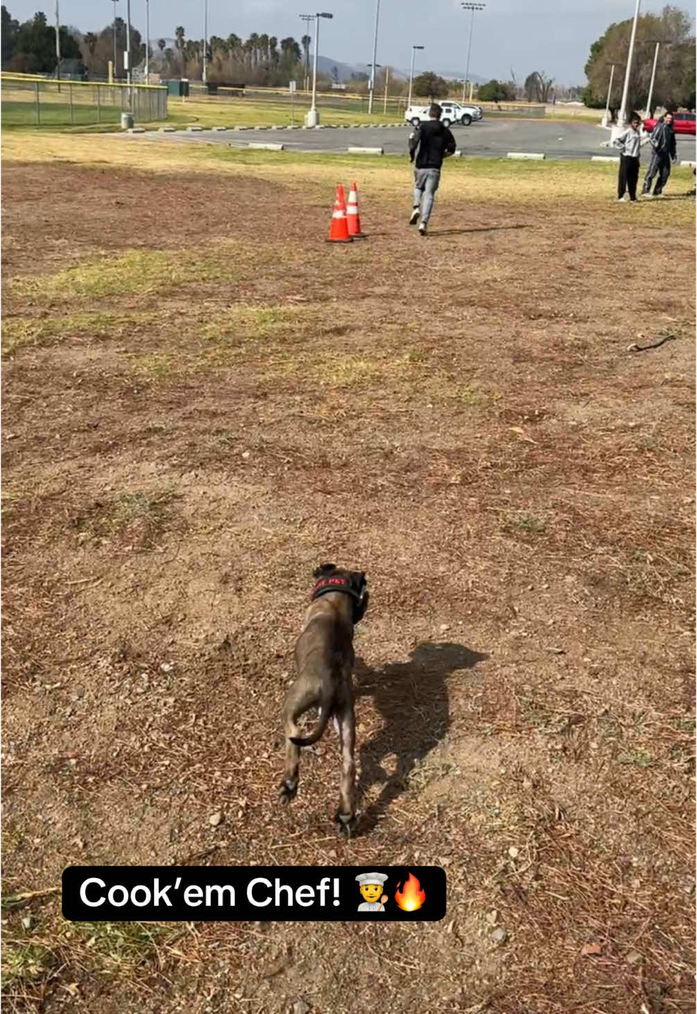 Good boy! 🔥 #puppy #bitework #DogTraining 