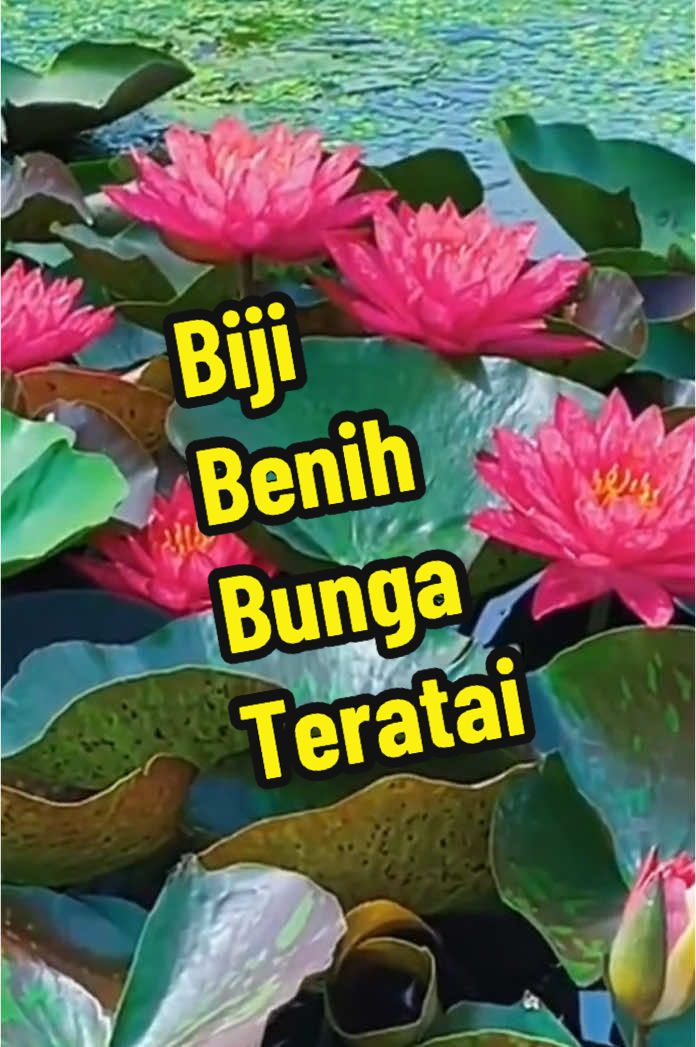 Biji Benih bunga teratai #mudah tanam #biji Benih rendam sebelum tanam #tanam di pasu Comel  #di kolam ikan #cantikkan suasana #