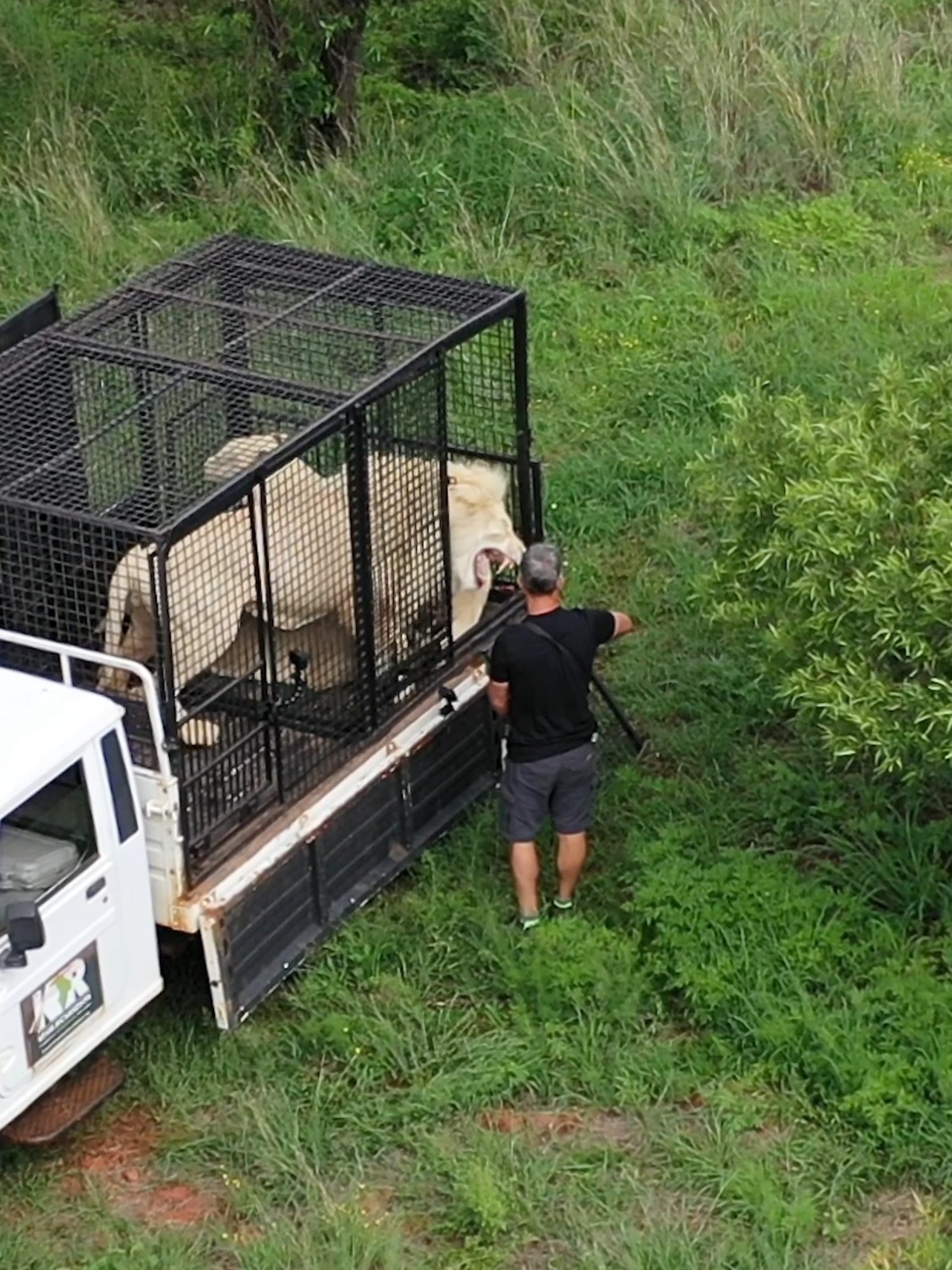 How to Move LIONS to a New Home #catsoftiktok #wildanimals #lion #nature #heartwarming