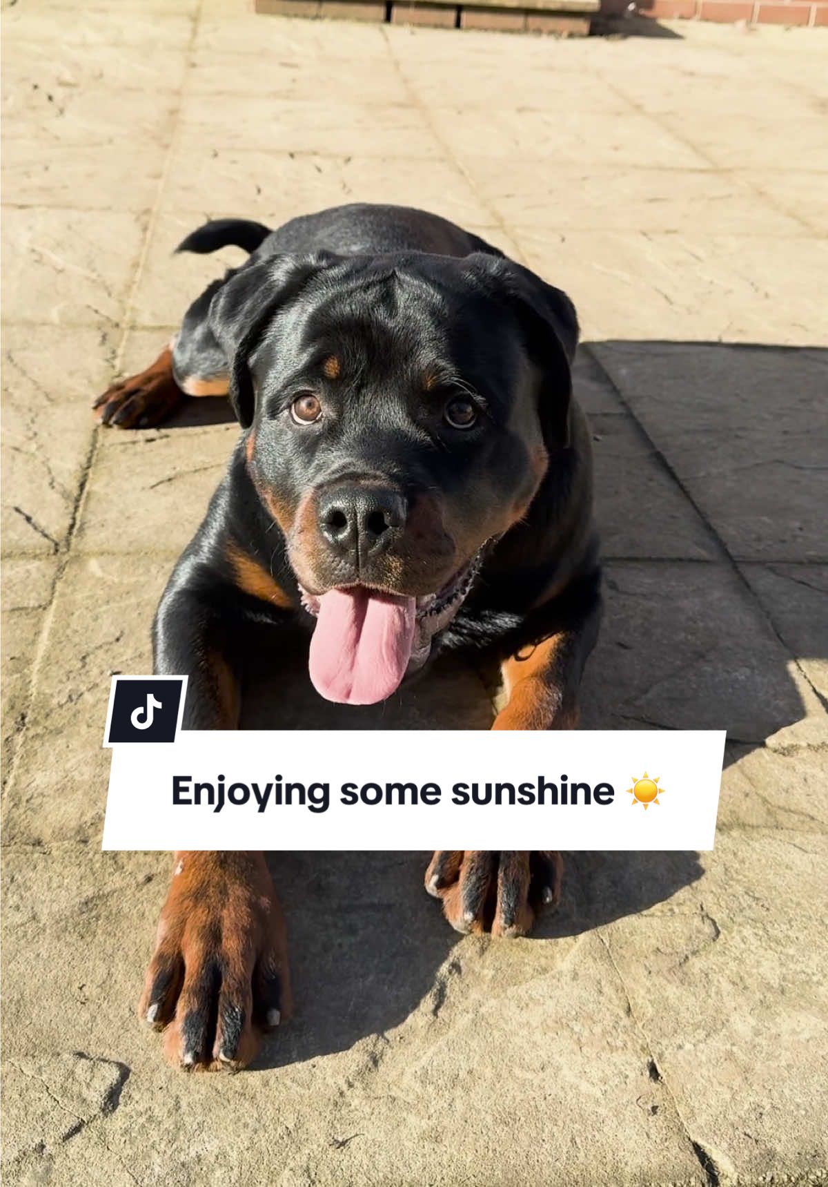 Ookii’s enjoying some sunshine in the garden ☀️🏡 #rottweiler #fyp #rottiepuppy 