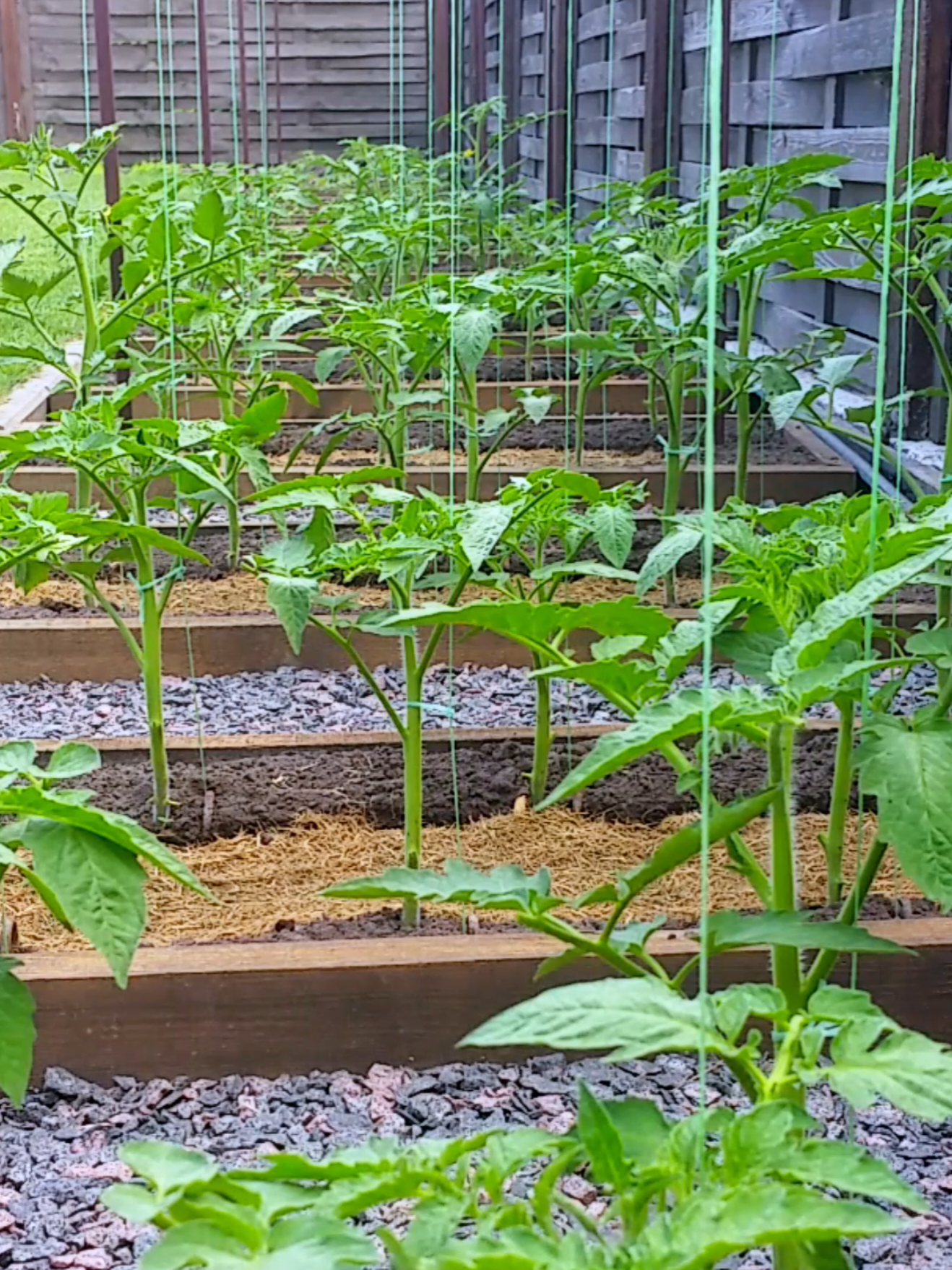 Growing tomatoes. How to tie up indeterminate tomatoes, June. I have been gardening for five years now and since the first year I have been tying up indeterminate tomatoes only in this way. This method is not the fastest, but as practice has shown, it is very reliable. I also use this method of garter for growing cucumbers, eggplants and zucchini. I don’t presume to say that this is the best way, I’m just sharing one of many options. I wish you a good harvest and good health! @Horticulture  #Horticulture #Harvest #gardening #GardenHarvest #GardeningForBeginners #Organic #gardeningplants #growingtomatoes 