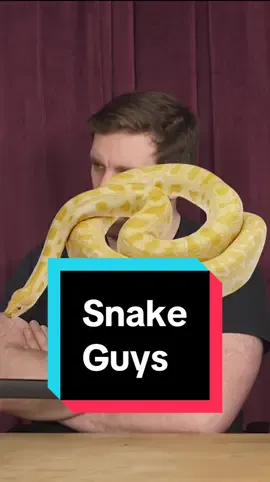 How many snakes is too many? 🐍  #snake #lizard #reptile #pets #comedy #hugedavies #ukcomedy #miloedwards #trashfuture #pierrenovellie #budpod 