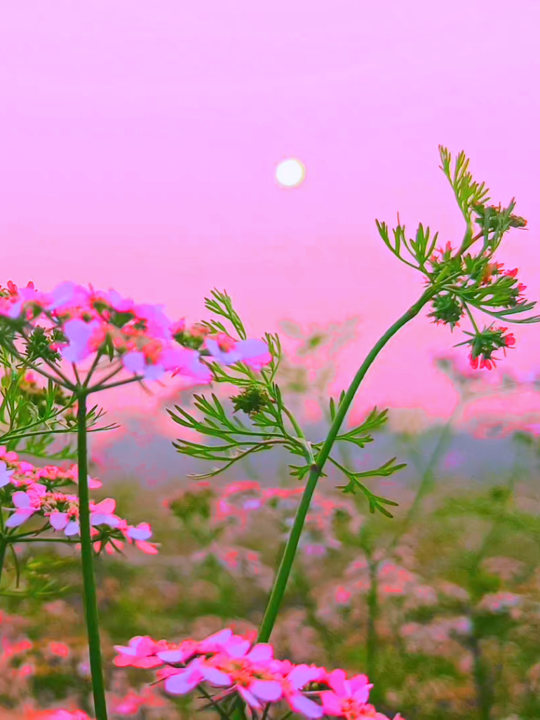 feel this song+flower view ❤️‍🩹💔😅 ফুল ফুটেছিল মনেরও  বাগিচায়
