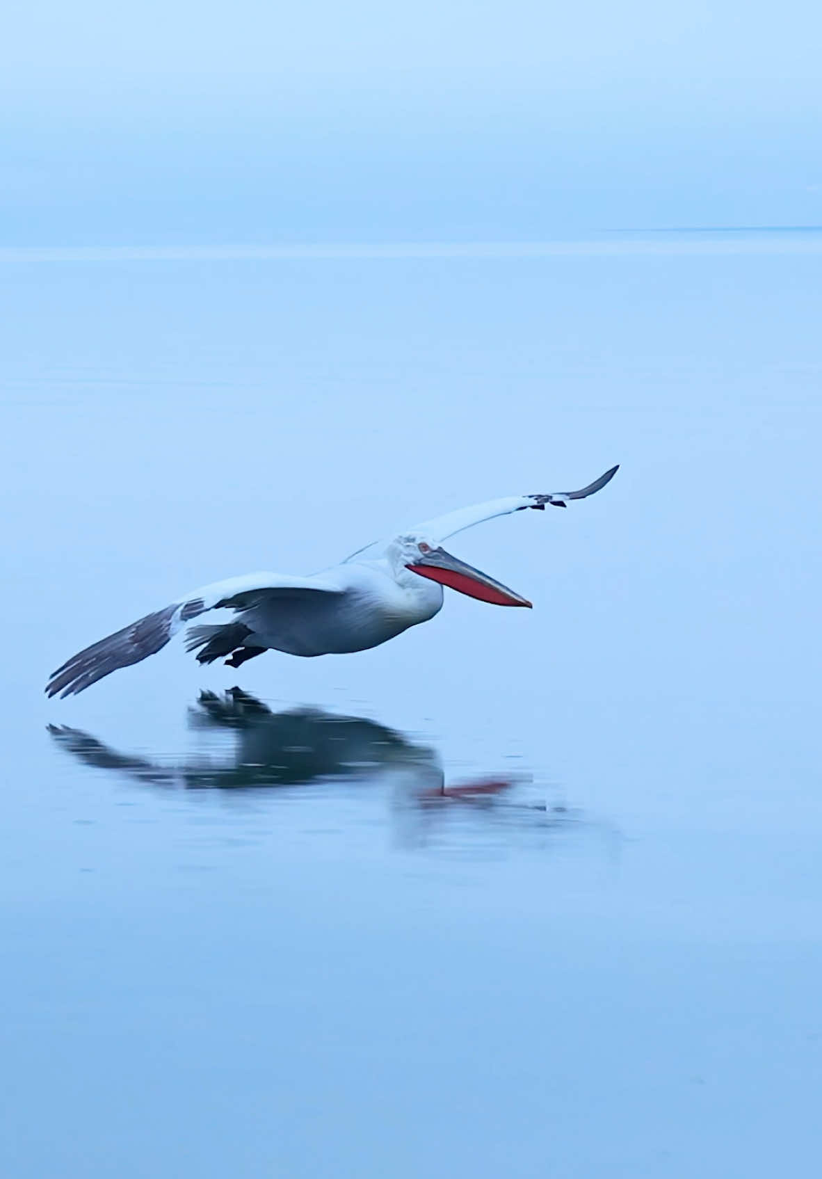 Witnessing this Dalmatian pelican’s glide is truly a sight to behold. With its impressive wingspan, this majestic bird soars gracefully, embodying the adage: slow and steady wins the race. #dalmatianpelicans #pelicans #wildlife #sonyalpha #birds #lakekerkini #greece #featherperfection #wildlifevideos #nature #wildlife #fyp 