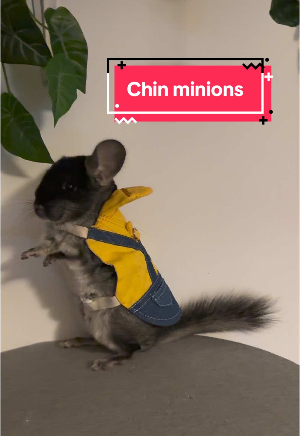 Scooby thinks he's the newest Minion recruit! 😂💛 Rate his outfit from 1-10 in the comments! ⬇️🐭✨ #chinchilla #chinchillasoftiktok #fyp #chinchillaontiktok #minions 