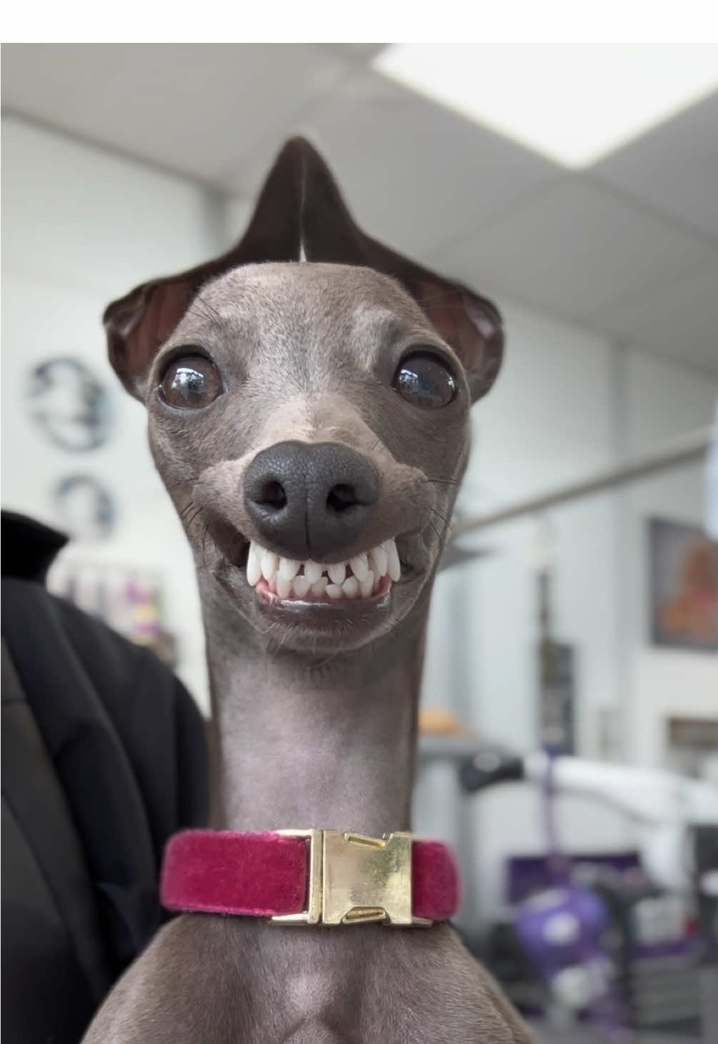 🥲😅 not sure what happened there #italiangreyhoundoftiktok #italiangreyhound #fyp #foryou 