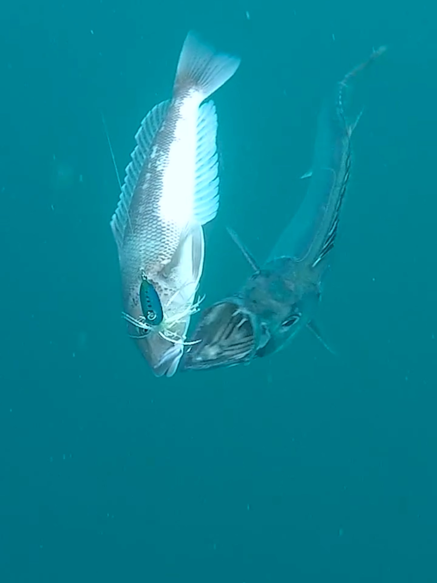 Menos mal que el bacalado tuvo buenos reflejos y consiguio esquivar el ataque de la barracuda... #baracouda #teeth #cod #adventure #ocean #sea #nz #fish #fishinglife #boat #yamaha #fishing #seafo #fishingvideos2022 #surf #surfing #surfcasting #japanfishing #japan #japanese #fishing #surfcastingitalia #longcasting #longcastinglures #fishinglife #fis #largemouth #pondfishing #catchandrelease #sailfish #billfish #costarica #nature #fish