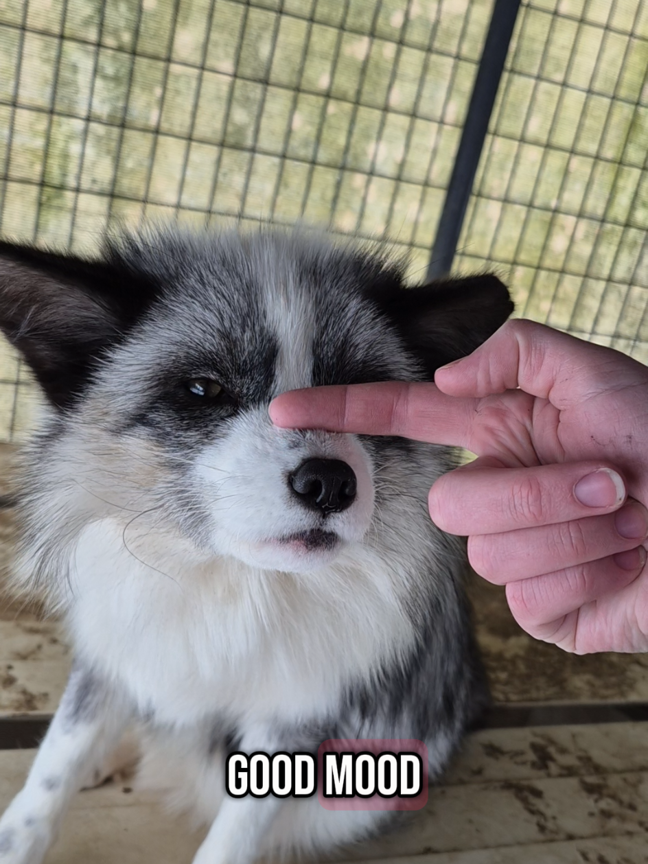 I love my Memphis.  #cutie #marblefox #redfox #foxes #sanctuary #foxy #foxesjourney #happyfox #Michigan #goodfoxes #rescuedanimals #fox #Memphis #Josie #Comet #Venus 