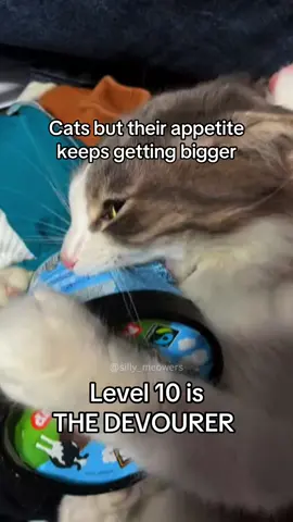 #catsoftiktok #cats #kittiesoftiktok #sillycats #kittycats #funnycats #hungrycat #cateating 