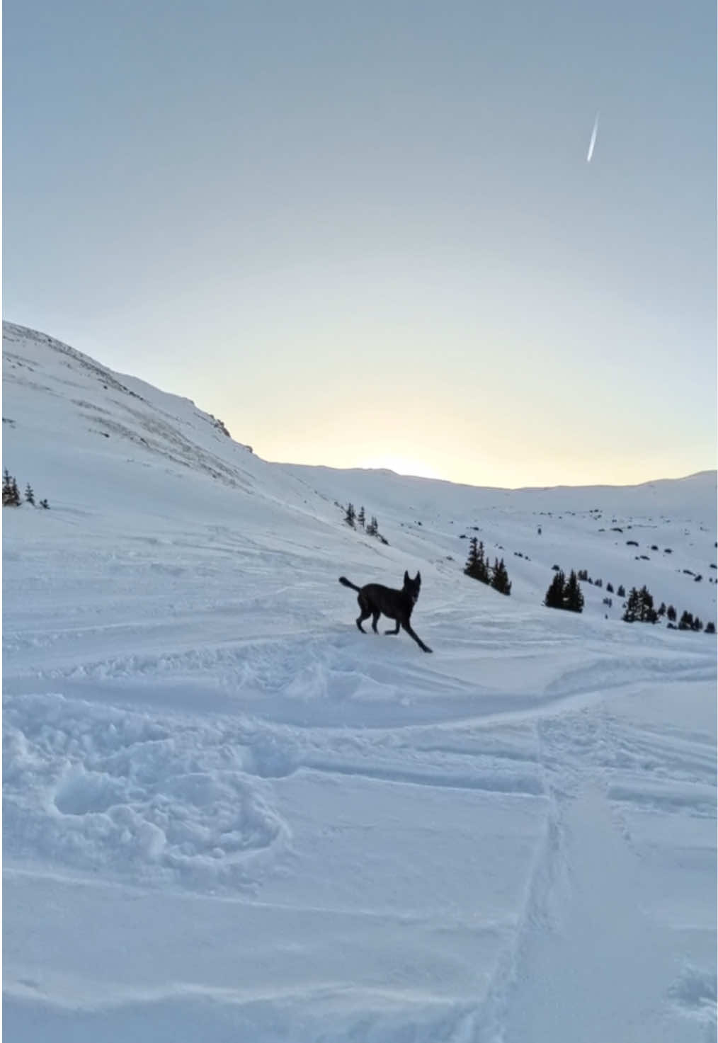 Loveland Pass, CO  #snowdogs #snowboarding #pets #powder #ski #dutchshepherd 