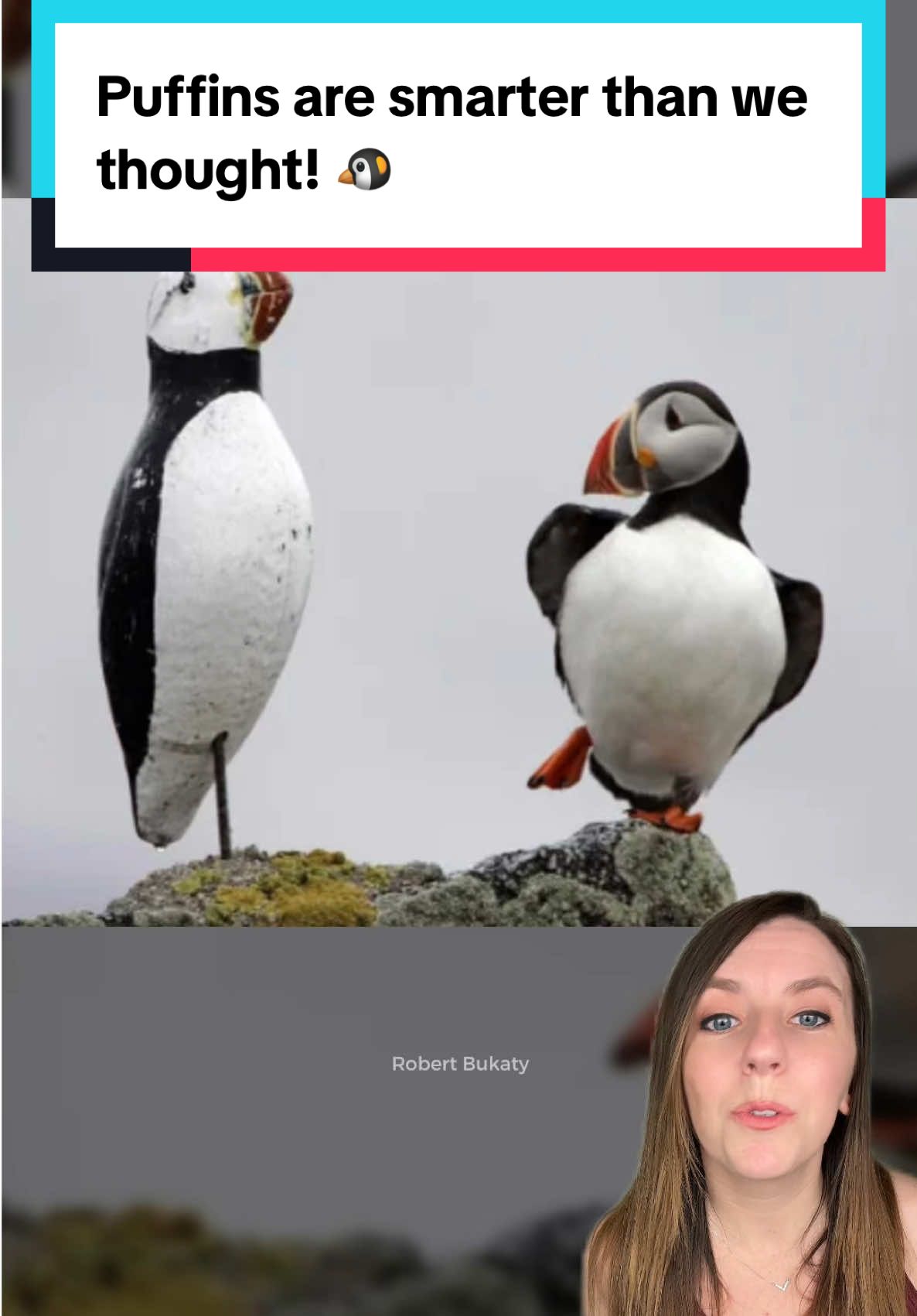 Humans have called puffins unintelligent for ages, but they’re proving us wrong. 🐧 We already knew that puffins are incredibly social, and even seem to be intelligent enough to take the opinions of others into account, which is how Project Puffin, designed by Steve Kress (aka the Puffin Man) was a success. 💜 And, two puffins in different locations have been caught on camera using sticks as backscratchers, making them one of the few bird species known to use tools. Scientists believe this rare behavior may have been happening all along, and humans are just now catching up. 💙 📖 Source: Fayet et al. (2019), 