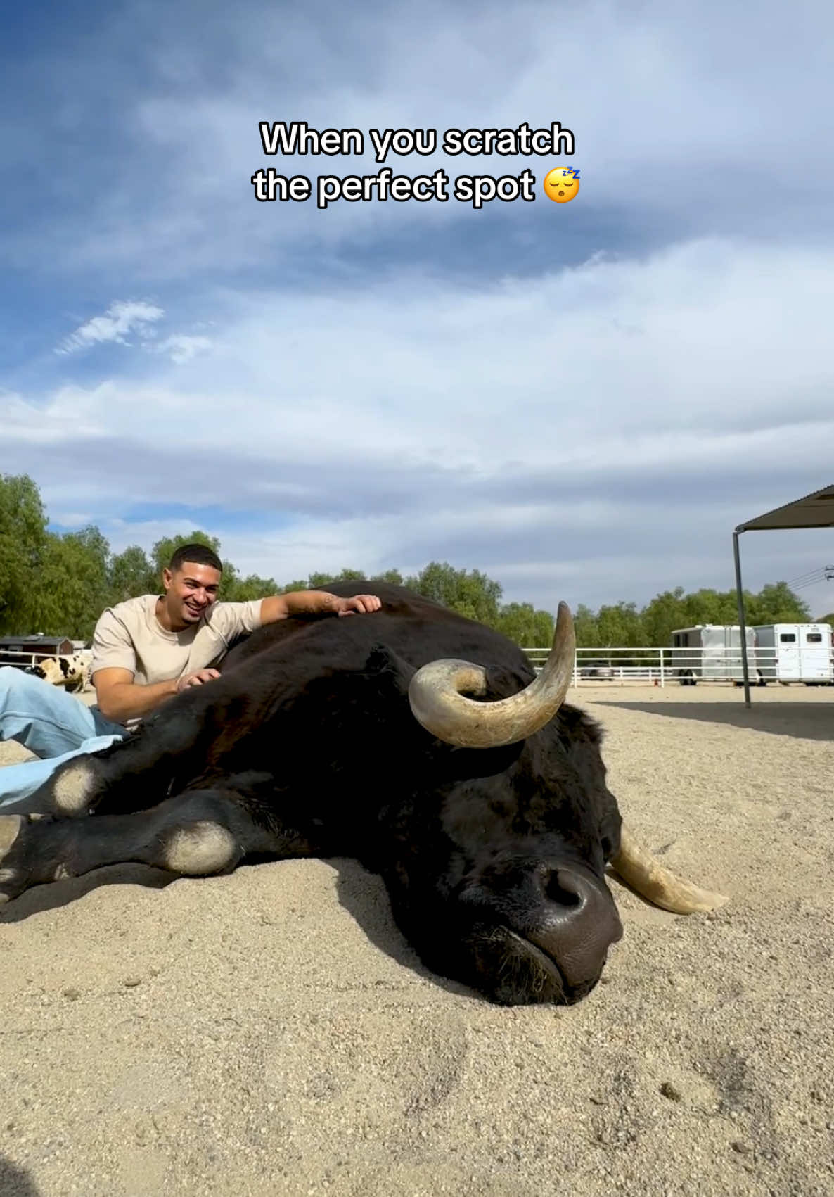 The ultimate relaxation 🐮💚  @Miguel #cowhugs #animals #sleepy #relaxation #thegentlebarn  