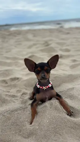 É tão lindo 🥰 #pintcher0 #pintcherminiatura #pinschermini #pinscherbravo #dogsoftiktok #pinscher 