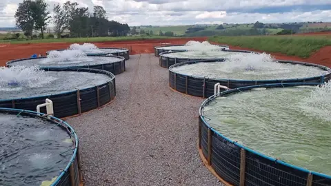 Sistema de produção de tilapia em tanques elevados   #Tilápia #emprendimiento #inovação #novidade #fazenda #agro 
