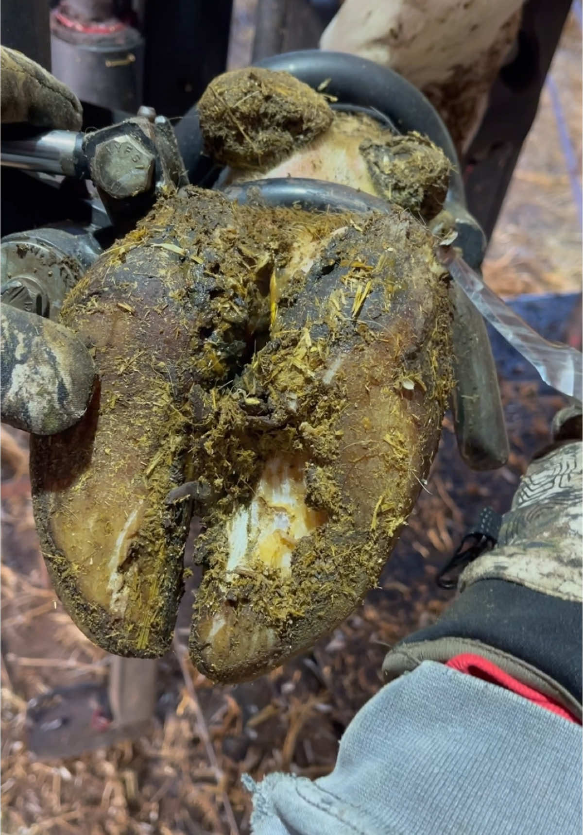 This hoof needs some work… #natethehoofguy #fyp #foryoupage #hooftrimming #hoofcleaning #hoofpicking #oddlysatisfying #hoofcareroutine #bedtime #naptime #hoofcare 