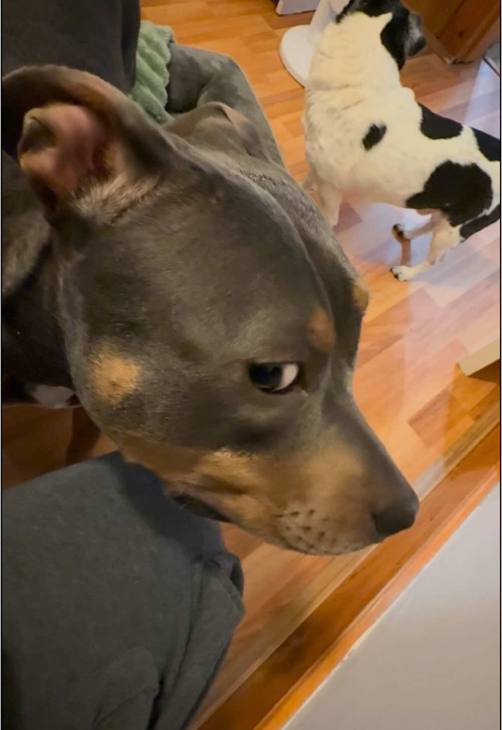 The end has me 🤣 she did not approve #dogsoftiktok #sniffspection #fail #paratii #sideeye 