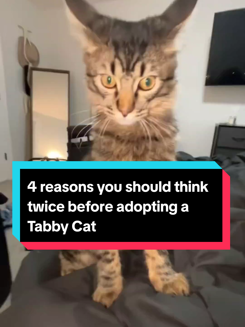 4 reasons you should think twice before adopting a Tabby Cat!😸 #cutecatsoftiktok #catsoftiktok #catsdoingthings #tabbycat #tabbycatsoftiktok #animalsoftiktok #animalsworld #PetsOfTikTok 